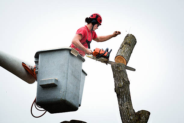 Best Hazardous Tree Removal  in Solvang, CA